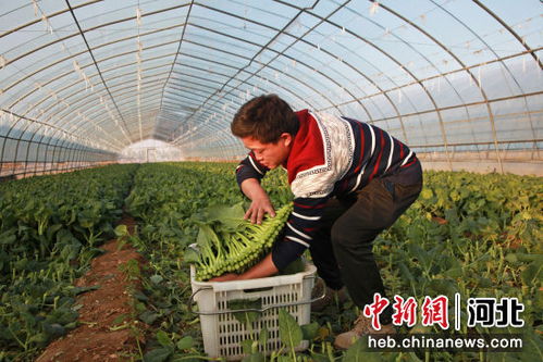河北涿州 南菜北种 助推农业提质增效